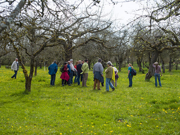 Streuobstwiese