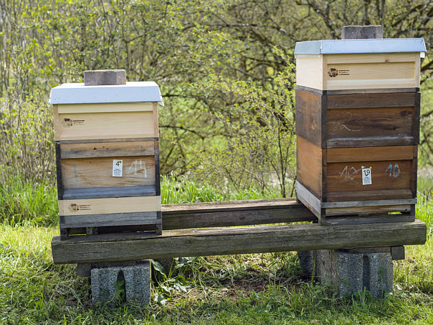 Bienenbeuten