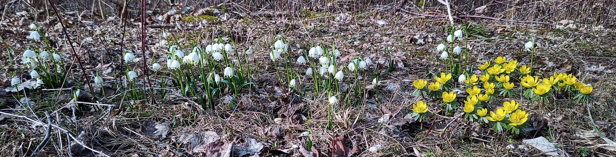 Schwäbischer Albverein | Donau-Blau Gau